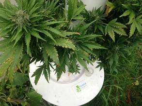 Cultivation_-_cannabis_health